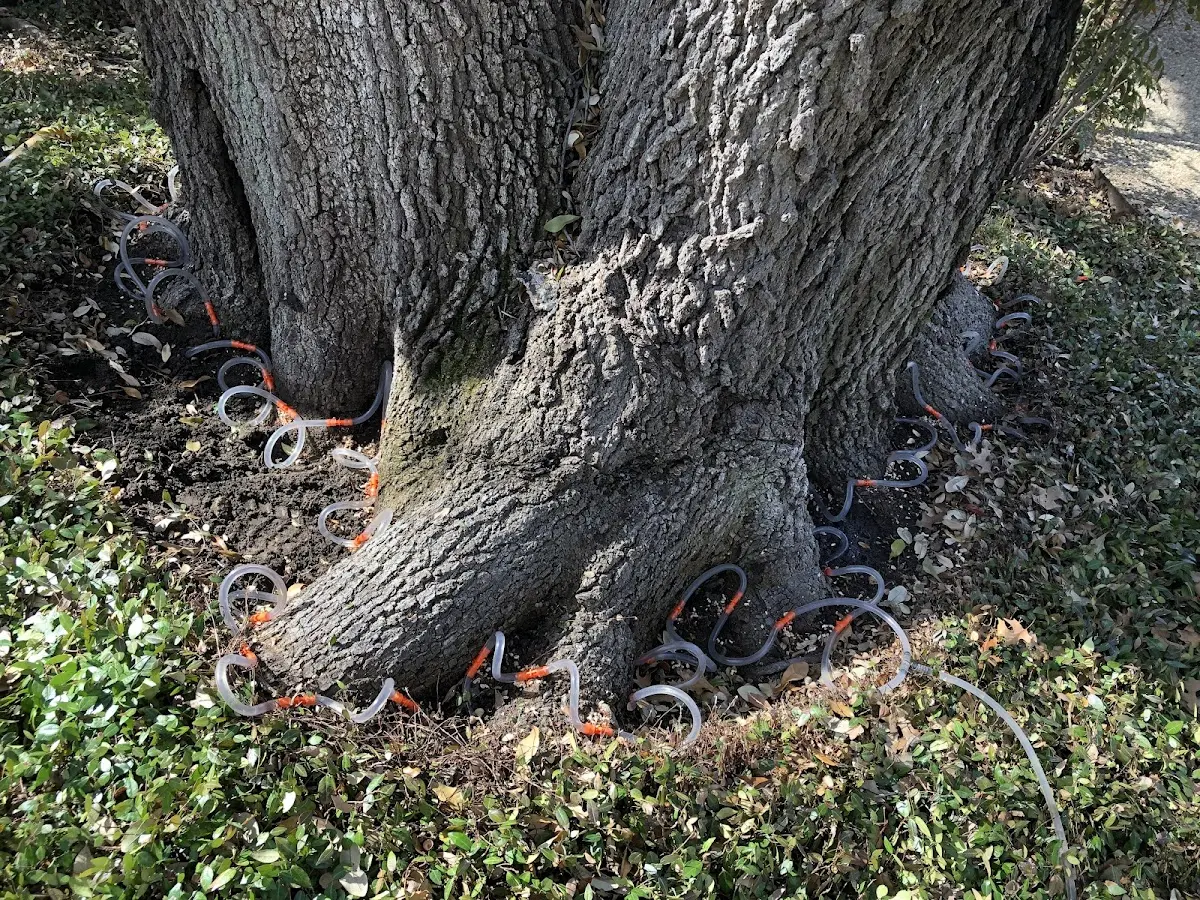 Detailed Tree Cabling and Bracing job site in Excelsior Springs